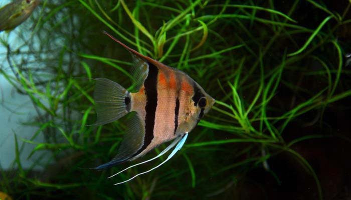 Do Angelfish Feelers Grow Back - Seek For Pet